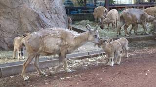 【夢見ヶ崎動物公園】生後1週間のマーコールの赤ちゃん。笑ってコラえてで菅田将暉が訪れた動物園 Markhor baby ,  ZOO, KAWASAKI, JAPAN 2018.05.12