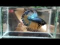 betta fish fighter fish ബെറ്റ ഫിഷ്‌