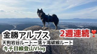 犬と登山 Vol.16 早春の金勝アルプス