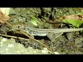 reuzensmaragdhagedis balkan green lizard lacerta trilineata juvenile