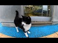 【今週のボツ動画】短い野良猫動画まとめて公開 unreleased video of this week 2022 1 4w