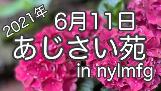 2021年6月11日現在　あじさい苑開花情報