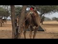 angary camel in banzara camp. बंजारा शिविर में क्रोधित ऊँट