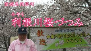 【利根町】桜づつみ保存会とドローンで桜のトンネル【2020年】