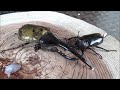 国産カブトムシvsヘラクレスオオカブト　japanese rhino beetle vs dynastes hercules