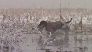 Large Munsterlander - Baldwynn Retrievs a Beautiful Pintail