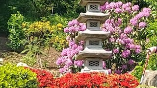 Japanese Garden at Cowden.Seven Acre site in the grounds of Cowden Castle. #beautifulscotland