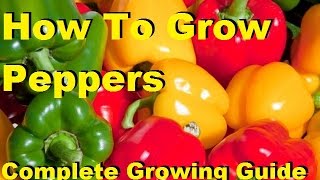 How To Grow Peppers - Complete Growing Guide