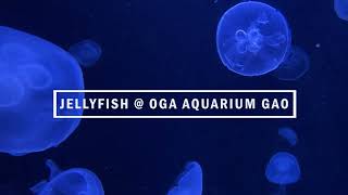 なまはげ半島のクラゲ@男鹿水族館GAO（ノーナレ）｜Jellyfish@ Oga Aquarium GAO　(nonnarration)