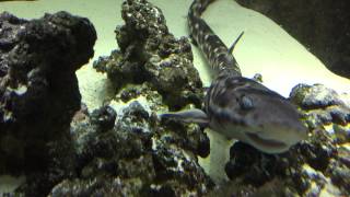 Coral Cat Shark and Snowflake Eel Feeding 400 Gallon Saltwater Tank