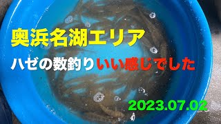 【ハゼ釣り】奥浜名湖エリア いい感じでした 2023.07.02