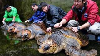 徳島のアカウミガメ、８月で還暦、世界最長老