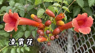 凌霄花, Campsis grandiflora, 倒挂金钟, Chinese trumpet creeper, my photography