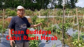 Budidaya Cabai Rawit Merah