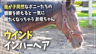 【ディープインパクトの母】見学者から大人気♪ウインドインハーヘア