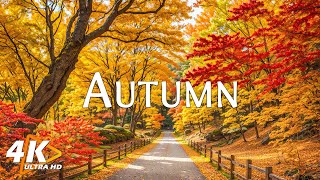 11 HOURS of 4K Enchanting Autumn Nature Scenes + Relaxing Piano Music for Stress Relief