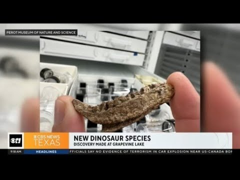 New Dinosaur Species Discovered - YouTube