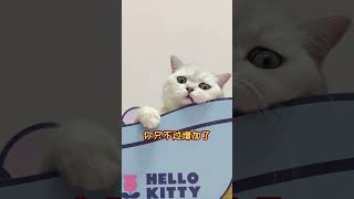 【大圆子】快艾特你身边的憨憨看😳 #猫咪 #萌宠