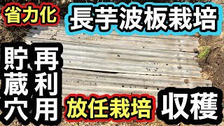 シン・長芋波板栽培（収穫）貯蔵穴活用・一段方式にチャレンジ