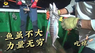 深夜东海钓油井、纷纷中上鲣鱼！海鱼一尾接一尾收获满满！