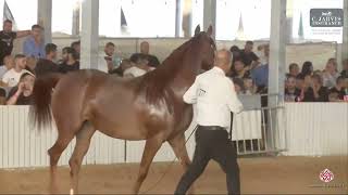 N.277 ENERIANA - The Arabian Horse Galilee Show 2023 - Mares 6 Years Old (Class 31)