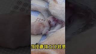 母爱真伟大：狗妈妈为了下一代，历尽辛苦生下小奶狗，生命真伟大   西瓜视频 #000