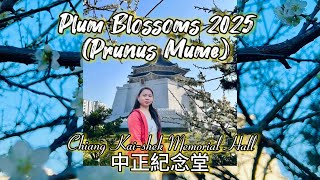 Plum Blossom season 2025 (prunus mume blossom) Chiang Kai-shek Memorial Hall (中正紀念堂)