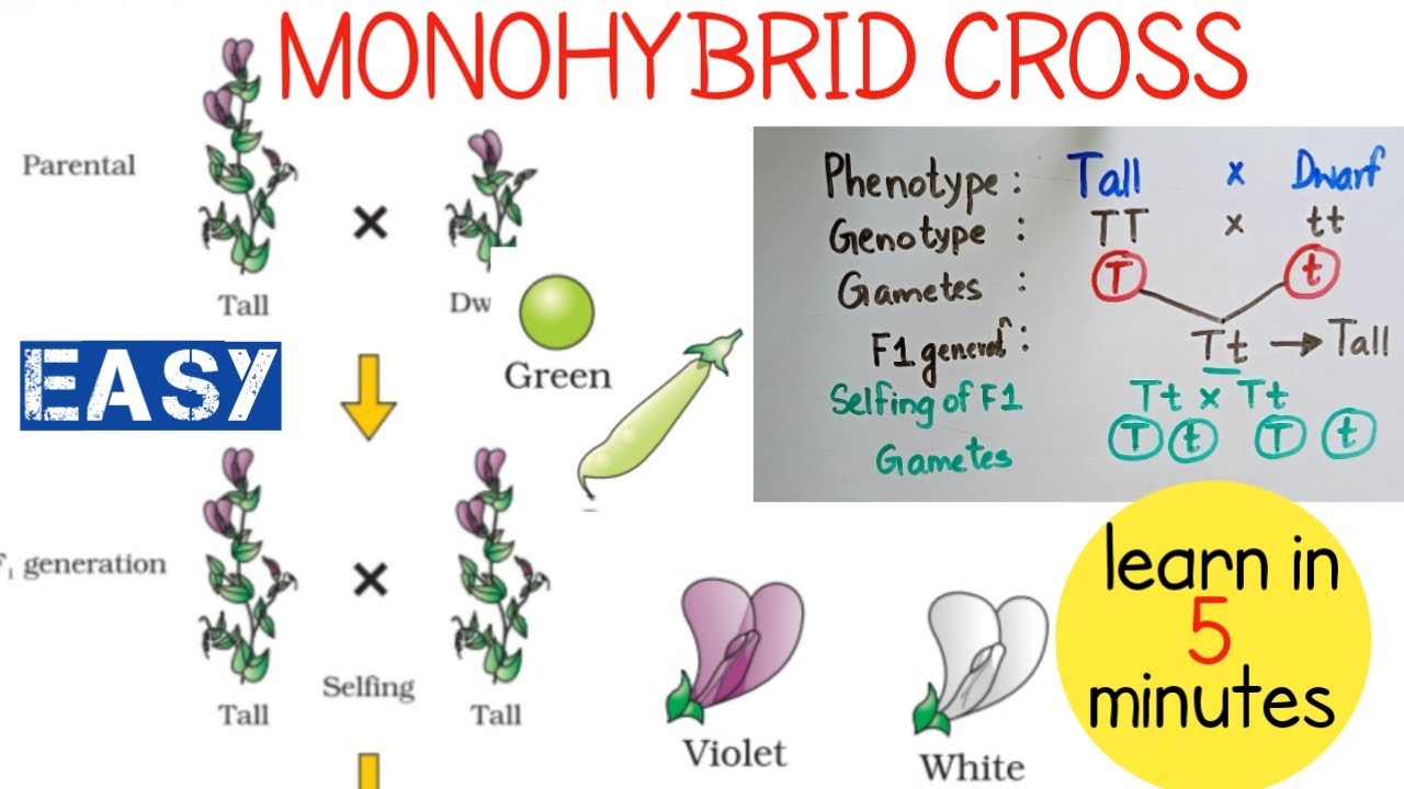 How To Do Monohybrid Cross|| Genetics||biology Class10 - YouTube