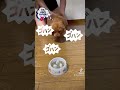 衝撃！！ご飯になると大暴れするトイプードルの子犬　 shorts short ご飯 我慢ができない puppy 大暴れ 暴走 食いしん坊 食欲旺盛 @toypoodle.luz luna