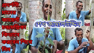 প্রদর্শনী মানের জায়েন্ট চন্দ্রমল্লিকা কিভাবে করবেন শিখে নিন || শেখ জামালউদ্দিন || Chrysanthemum ||