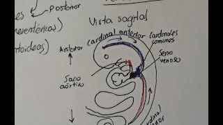 Embriología: desarrollo de venas y vasos linfáticos. Completo