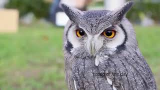 Mysterious facts about Owls || OWL The Demon Bird the medicine of Witches || Owl documentary ||