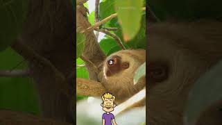 Sloth can be 40 mins without air 🤯🤯 #viralshort #facts #knowledgerevealed #science