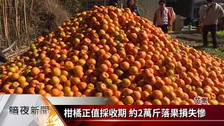 大坑柑橘5％落果 果農疑人造雨所致