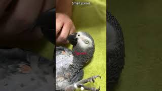 Funny parrot #babyparrotកូនសេក #funnyanimal #funnyvideo #birds #funnybird #fypシ゚ #fyp