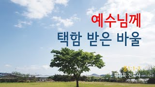 예수님께 택함 받은 바울