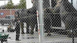 Bull Hook Ringling Brothers Circus 2010 005.AVI