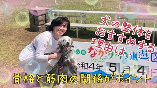 なぜ犬の整体がおすすめなのか？骨格と筋肉の関係がポイント！