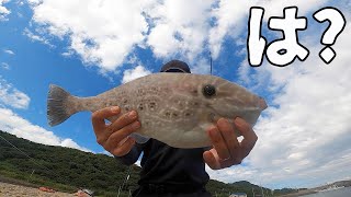 突然変異みたいな特大カワハギが釣れたので刺身で食べる。