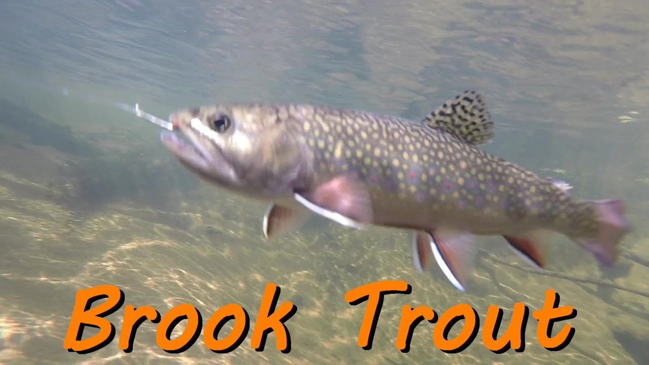 Brook Trout Fishing New Brunswick Canada 2019-Underwater Views! - YouTube