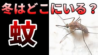 【ゆっくり】冬なのに蚊に刺される理由とは⁉