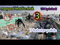 Maqsood bhai k 150 hydrabadi😳 | aaj pakde  3 kabutar🥰 | Zabardast ladaiyya ka shok |✅