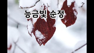 능금빛 순정 / 배호 / 전자올겐 / 경음악