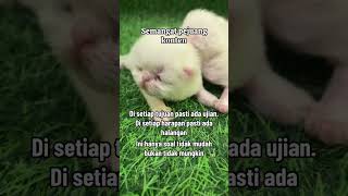 Kucing pejuang #cat #meaow #trending #kucing #support #kucinglucu #funny #meow #catlover #meows