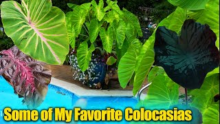 My Favorite Colocasias