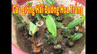 Cây giống Hải Đường Trắng - Bạch Hải Đường loài cây quý hiếm 0946 301 497