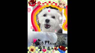 笑う門には福来るコットン #可愛いわんこ #dog #いっぬ #可愛い #いぬのいる生活 #pets #いぬいぬの生活