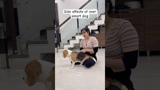 Side effects of over smart dog