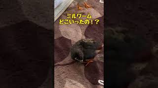 ヒメウズラ  クルクル回るにしきどん #shorts