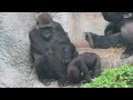 有時候小金剛ringo會希望哥哥背他baby gorilla ringo wants jabali to carry him